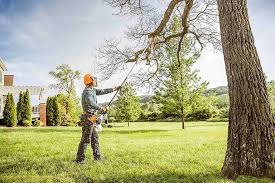 Best Palm Tree Trimming  in New Oxford, PA